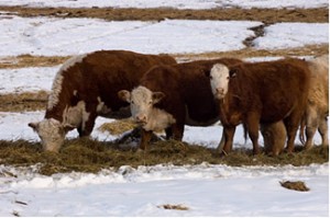 Canadian Livestock Canadian Livestock