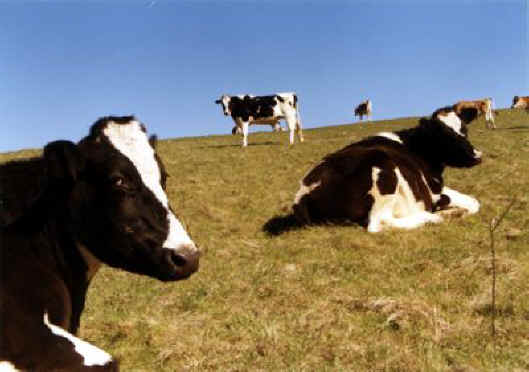 Cattle in Alberta, Canada Cattle in Alberta, Canada