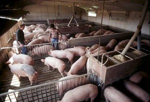Pig Livestock at a western Canadian farm Pig Livestock at a western Canadian farm