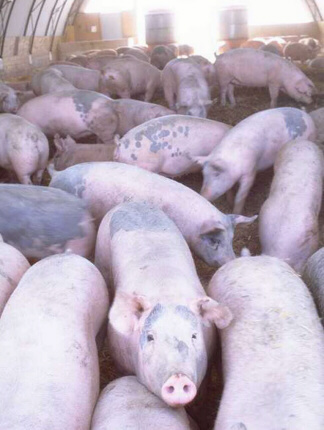 Swine Swine