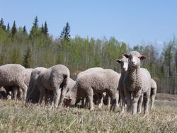 Alberta Lamb Traceability Program Alberta Lamb Traceability Program