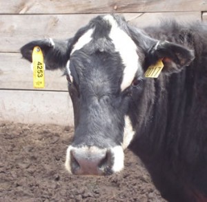 RFID Eartag on Cattle RFID Eartag on Cattle