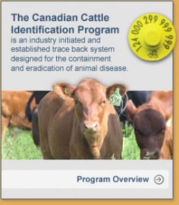 Canadian Cattle Identification Program Canadian Cattle Identification Program